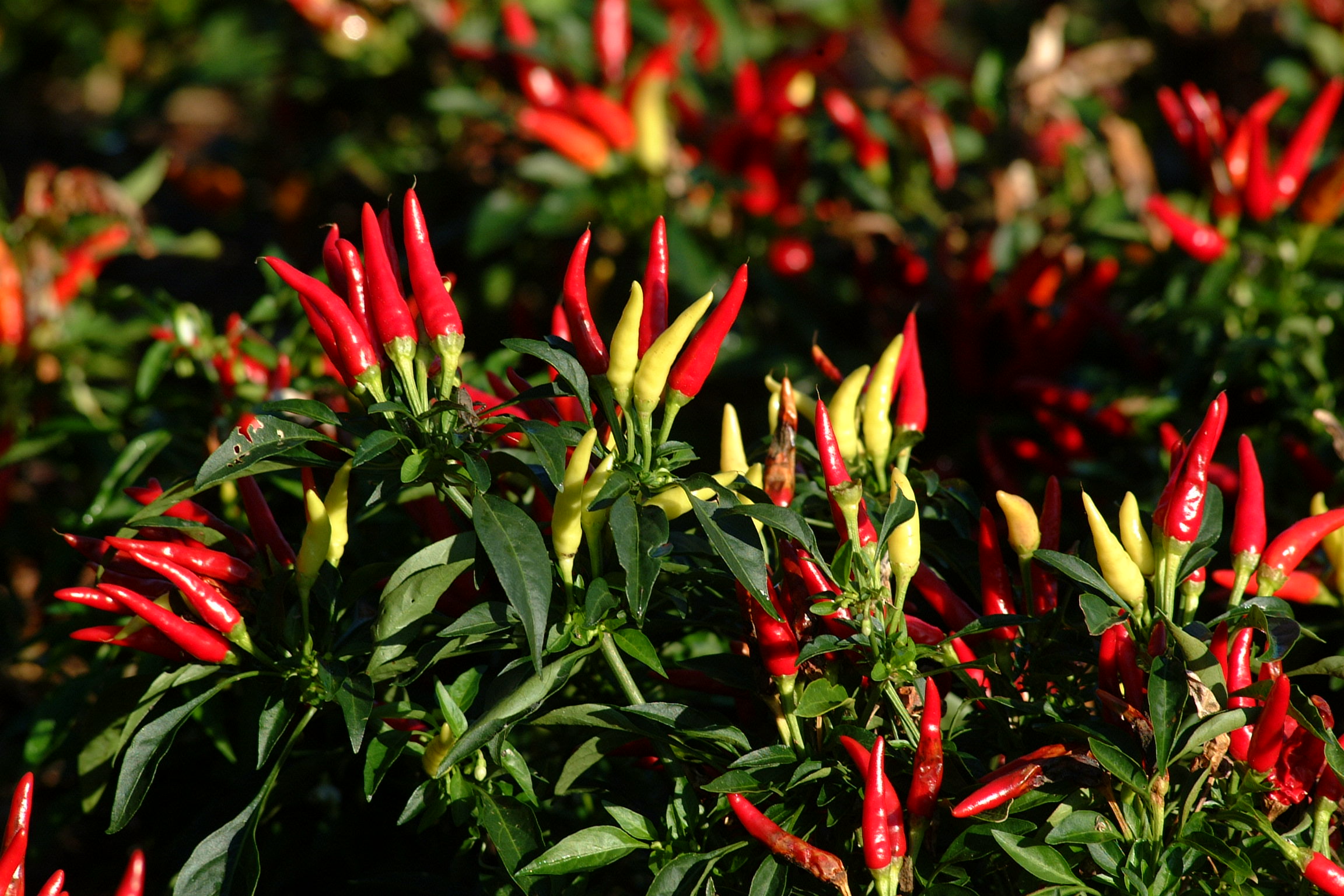 Plant ornamental peppers for spicy fall flair